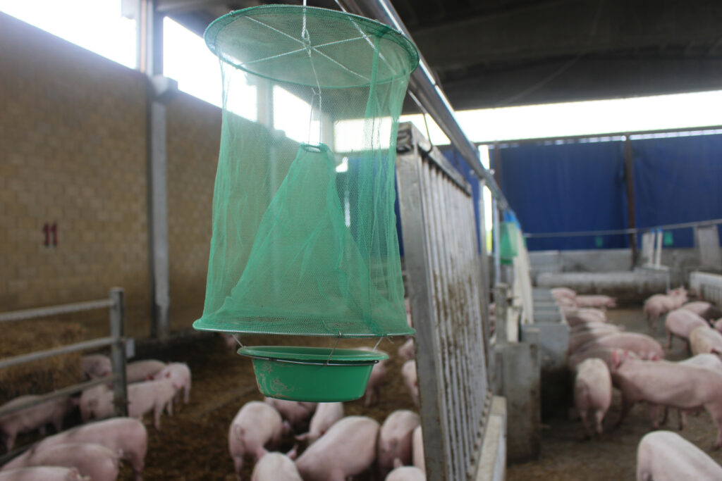 Throughout the farm, traps are placed to catch flies.