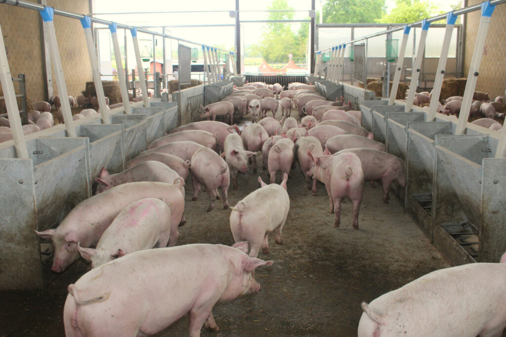 The pigs at Bassino farm weighed 73 kg on average during the visit.