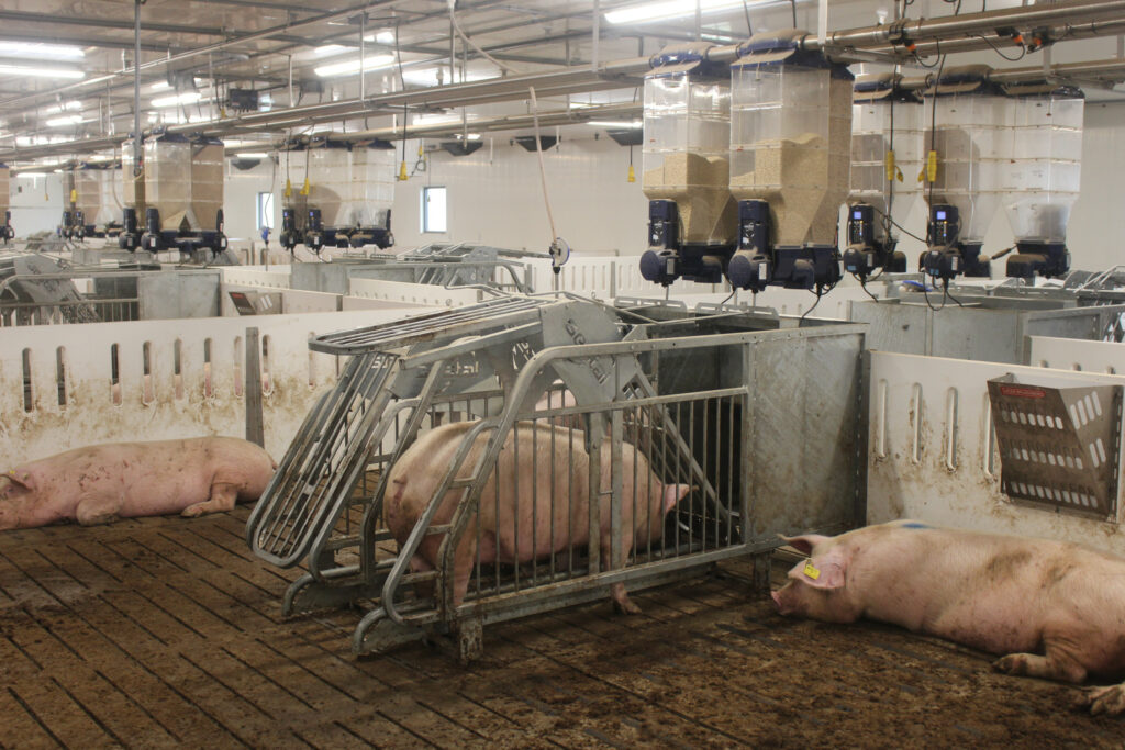 Gestal feeders have been installed in the group housing facilities for gestating sows. Photo: Vincent ter Beek