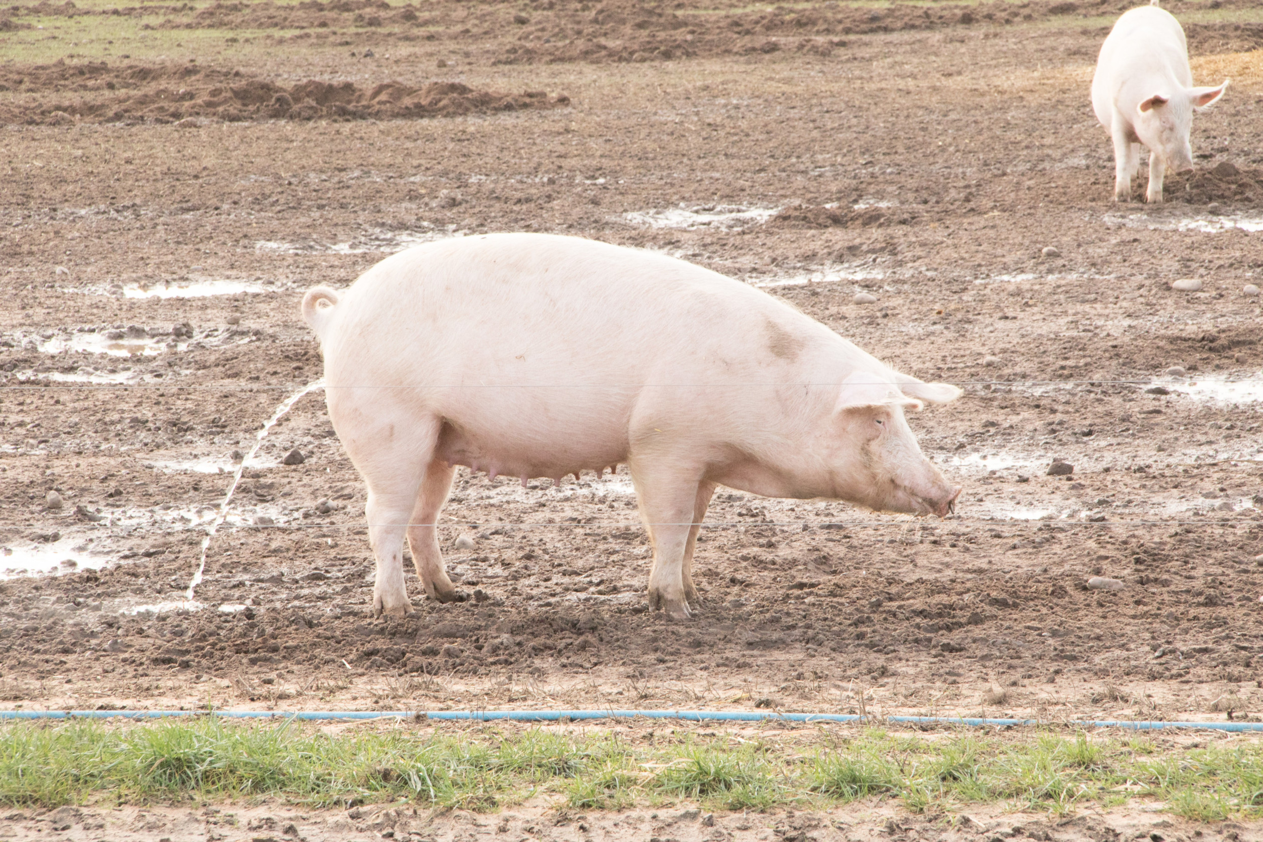 Swine Dysentery: Strategies for support and mitigation - Pig Progress