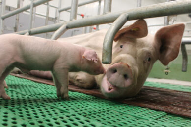 A healthy sow with one of her piglets in an adaptive farrowing pen in Canada. Photo: Vincent ter Beek