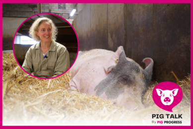 Pig Talk: How to treat heat stress in pigs