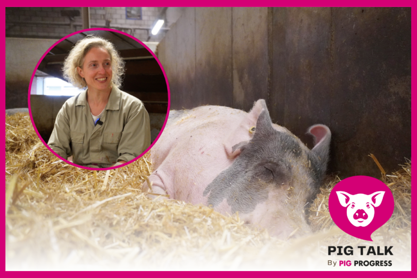 Pig Talk: How to treat heat stress in pigs