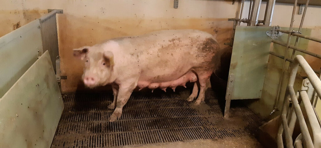 The sow is standing parallel with the rear of the pen when dunging. Photo: SEGES