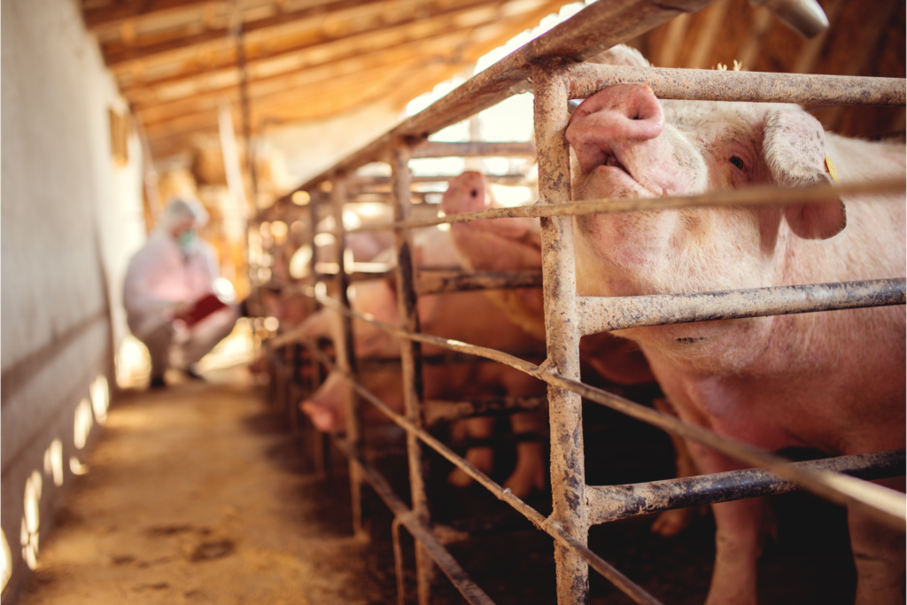 Disease concerns keep North American pig producers on alert – Pig Progress