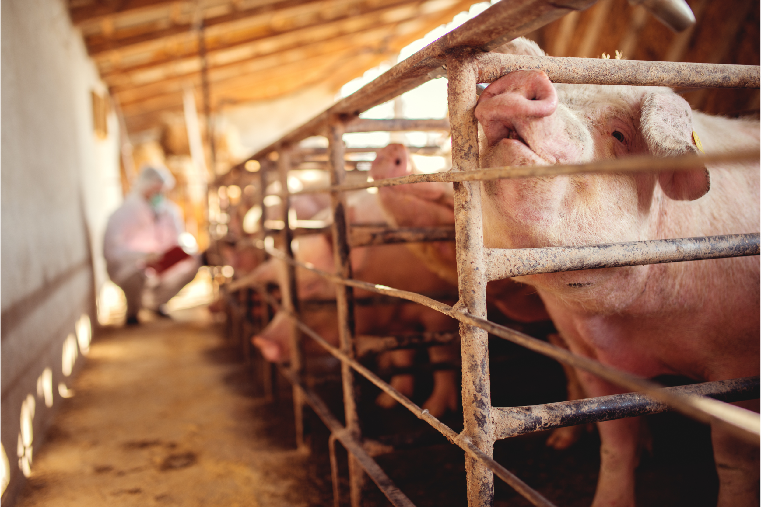 Disease concerns keep North American pig producers on alert