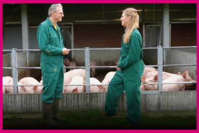 Pig talk: What is up with African Swine Fever?