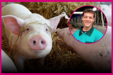 VIDEO: Farm visit – North Italian farmer keeps finisher pigs on straw