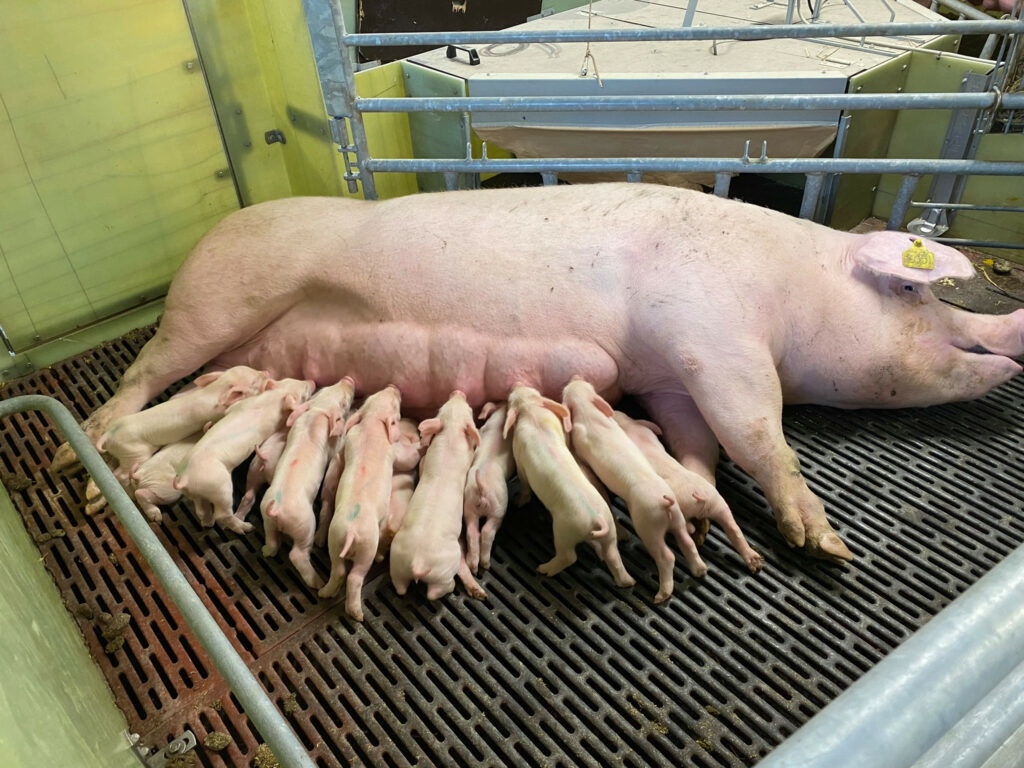 Farrowing pens with creep areas and sow lying areas adjacent to the aisle.