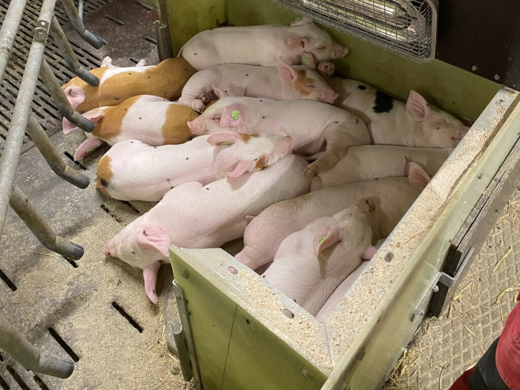 Piglets should have designated sleeping areas, separate from the sows’ area.