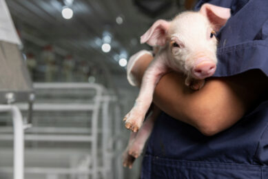 Gut health and immunity in pigs are intricately linked. Photo: Alltech