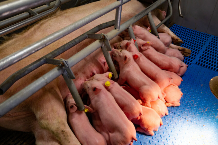 A sow on a farm that achieves over 35 weaned piglets per sow per year. The farm is not related to the research described. Photo: Ronald Hissink