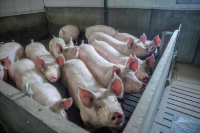 Robustness helps piglets to cope better with production challenges. Photo: Topigs Norsvin