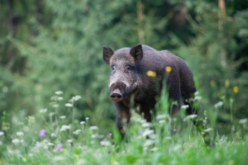 The ASF virus strain that was found in west Germany likely came from eastern Europe. Photo: Shutterstock