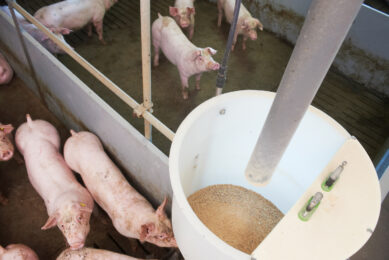 In its quarterly report, Rabobank notices an easing of feed prices. Photo: Van Assendelft Fotografie