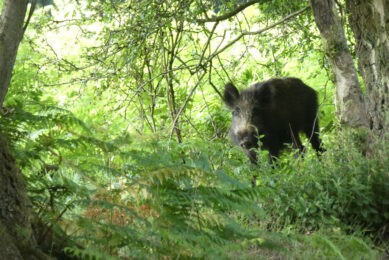 On both sides of the Rhine river, the number of infected wild boar continues to grow. Photo: Jan Vullings