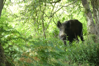 An increasing number of ASF cases is detected in wild boar in the north of Italy, in regions directly bordering France. Photo: Jan Vullings