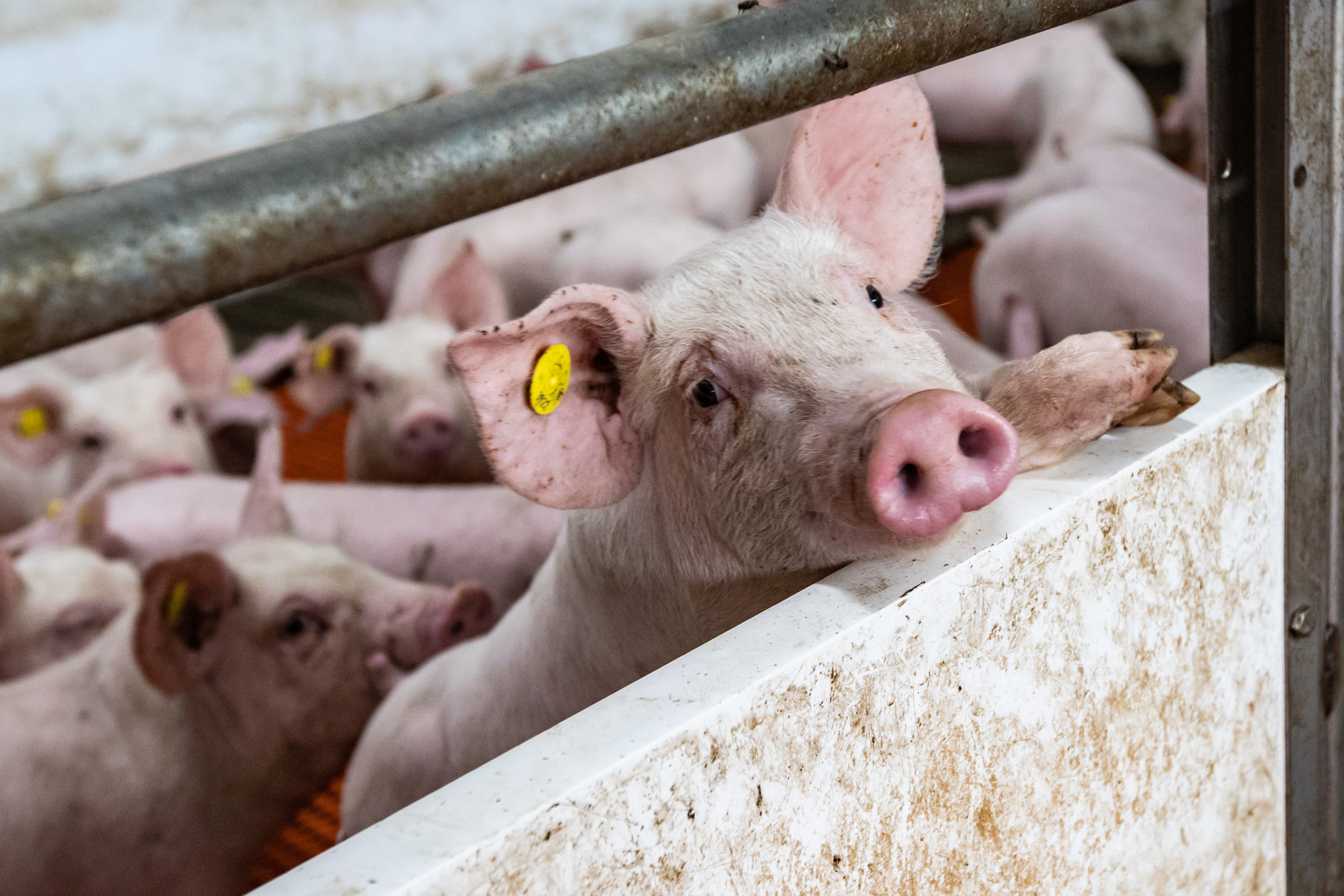 ASF Germany: Commercial farm with 1,100 finishers infected - Pig Progress