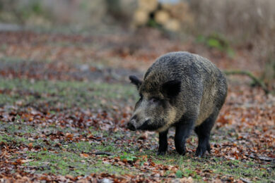 According to Germany’s agricultural state secretary, stopping the epidemic has become a giant task. Photo: