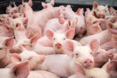 Protected benzoic acid: Progressive release to modulate the piglet microbiota