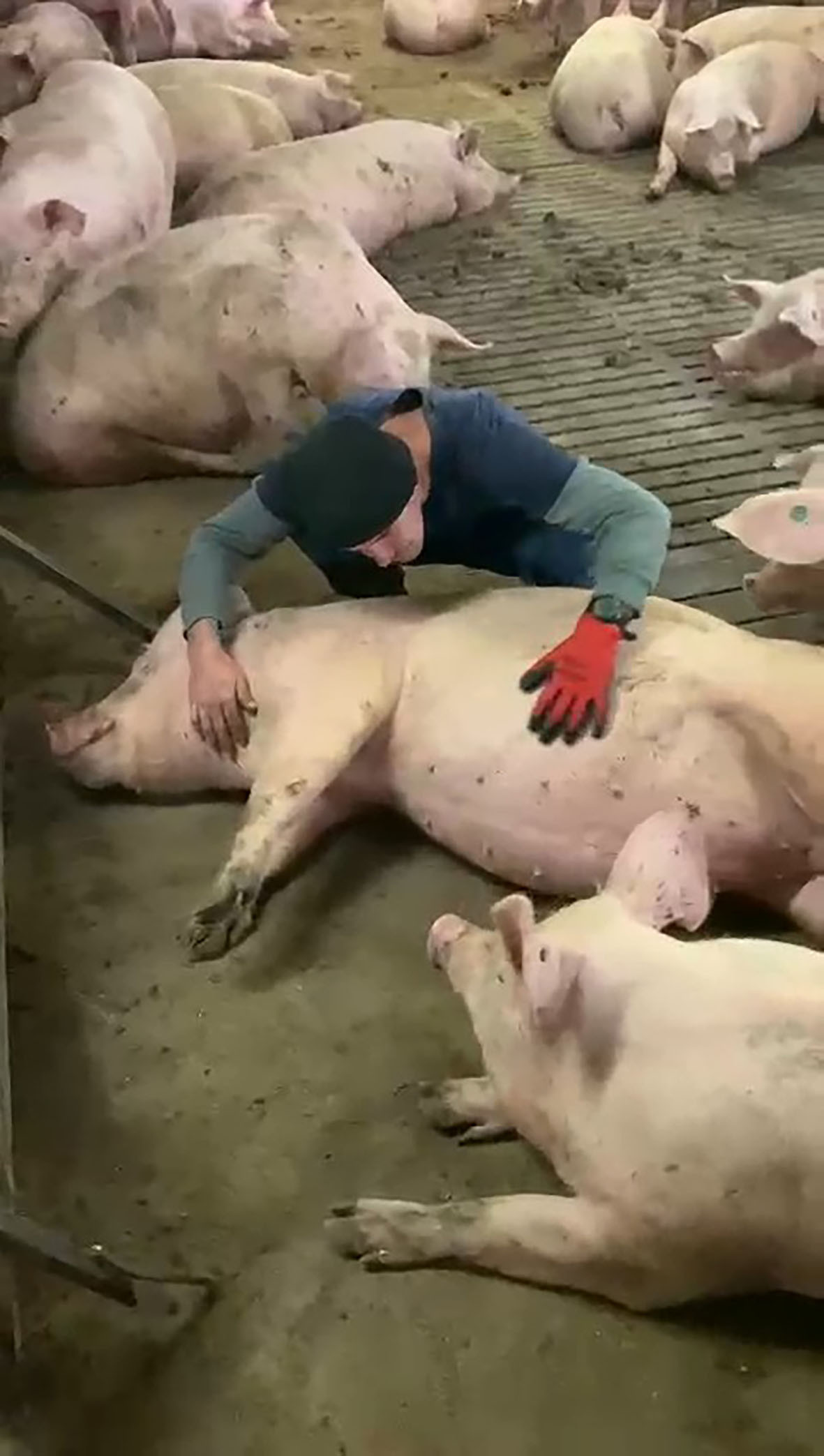 Replacement gilts receiving individual attention and touch.