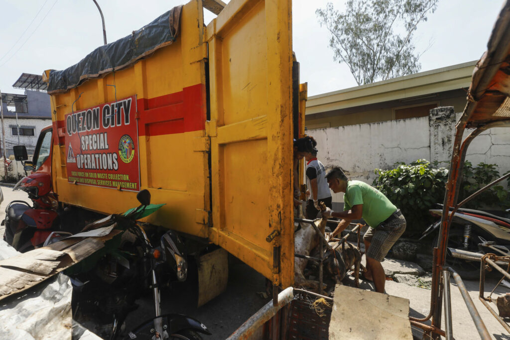 Culled pigs are loaded into a truck after ASF symptoms were detected in Pasong Tomo village, Quezon City, Philippines, in 2019. Photo: ANP