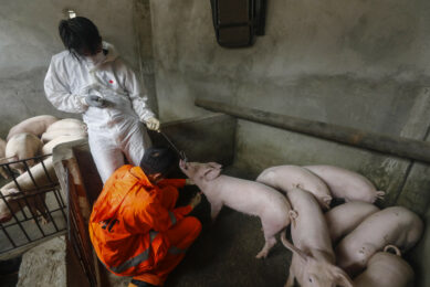 A veterinarian it taking a blood sample of a pig in a piggery in Quezon City, east of Manila, Philippines during the time that ASF first entered the country in 2019. Photo: EPA