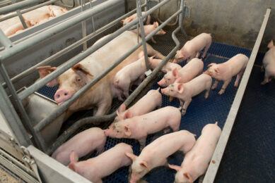 pig welfare