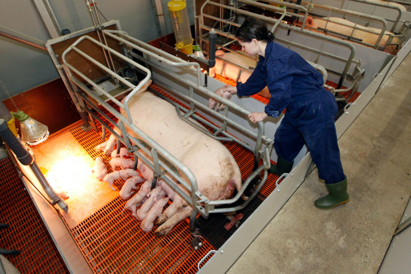 A caretaker on a farm in Germany is checking whether all piglets can find the teats easily. Photo: Bert Jansen