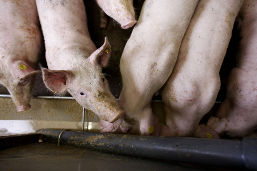 vitamin supplementation pigs