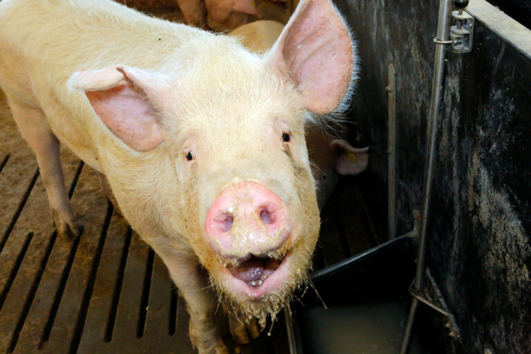 The Latest News Of The Global Pig Industry Pig Progress