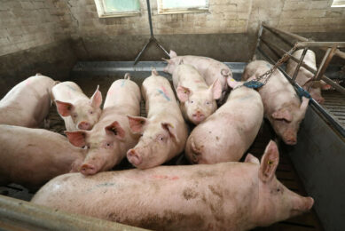 Finishing pig farm in Germany. This farm is not related to the outbreaks. Photo: Henk Riswick