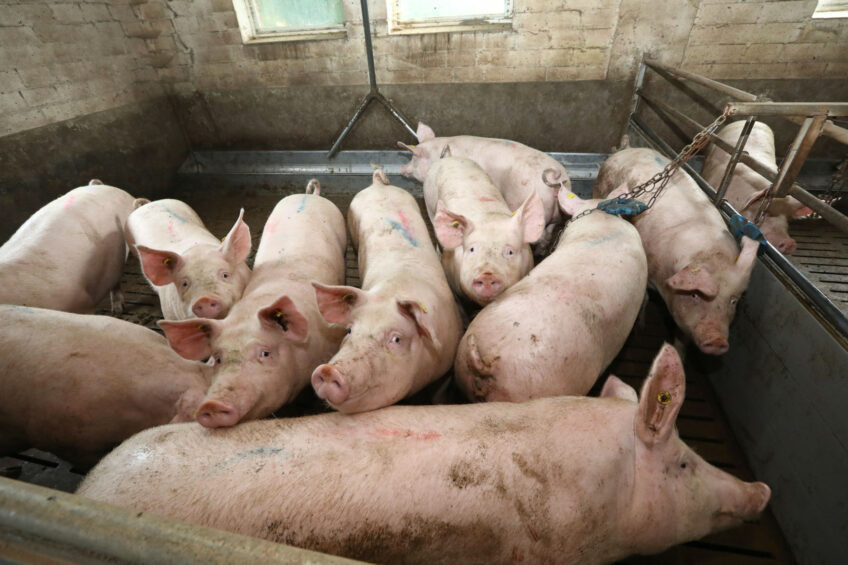 Finishing pig farm in Germany. This farm is not related to the outbreaks. Photo: Henk Riswick