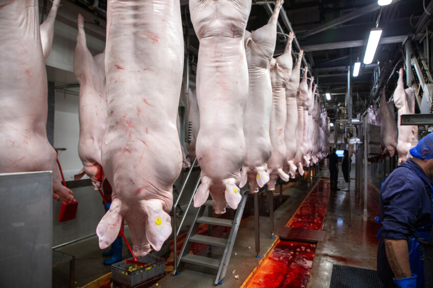 Pig carcasses at a slaughterhouse. Photo: Herbert Wiggerman