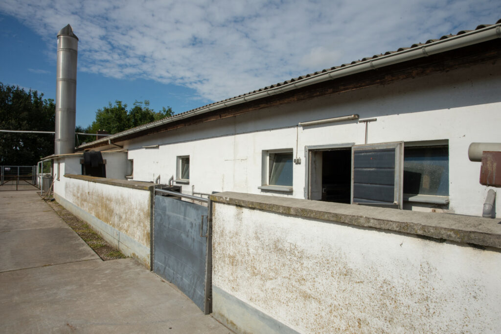 The sow barn with free access to outdoors. It was here where Thomas Paul found the dead sow that tested positive for ASF virus.