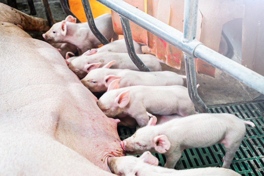 Poland’s pig industry faces an uncertain future yet again