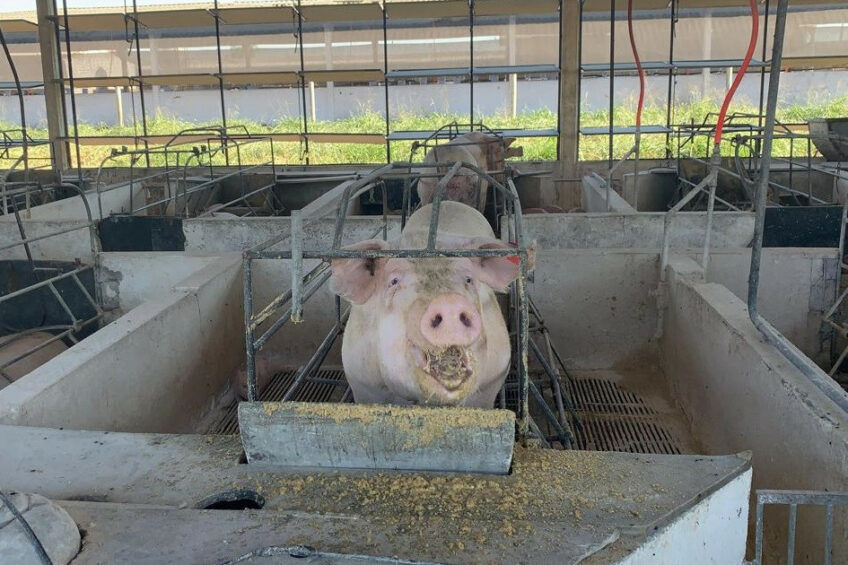 Pork production in Brazil increased by 54.4% in volume. Photo: Daniel Azevedo Duarte