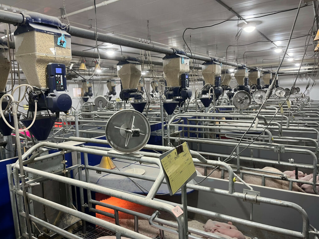 The farrowing house at Aldo Farm, equipped with double feeding units. Photo: Jyga Technologies