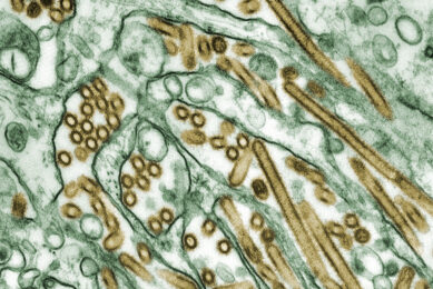 Microscopic image of avian influenza A H5N1 virus particles. Photo: CDC, courtesy of Cynthia Goldsmith, Jacqueline Katz and Sherif R. Zaki.