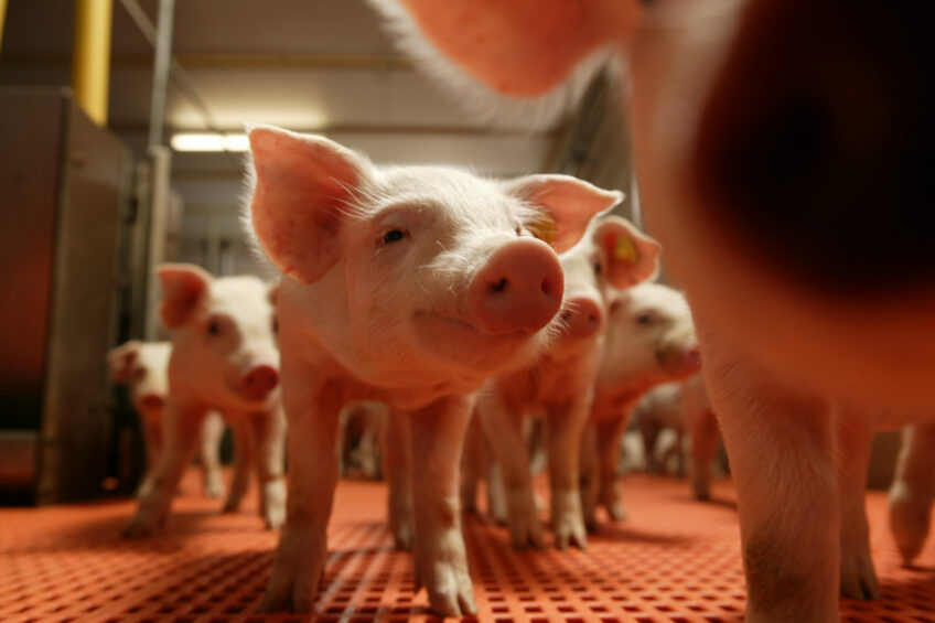 There is no need to push weaners to eat on weaning day, says Irene Camerlink. Photo: Mark Pasveer