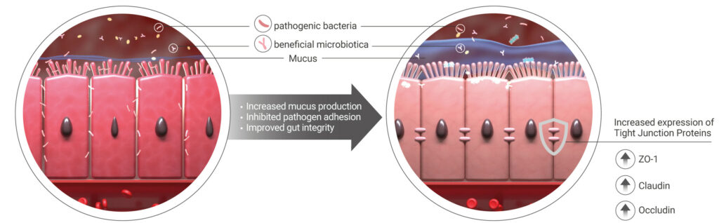 Figure 2 - Effects of SSF products on gut integrity by comparing a control group (left) with an SSF treatment (right).