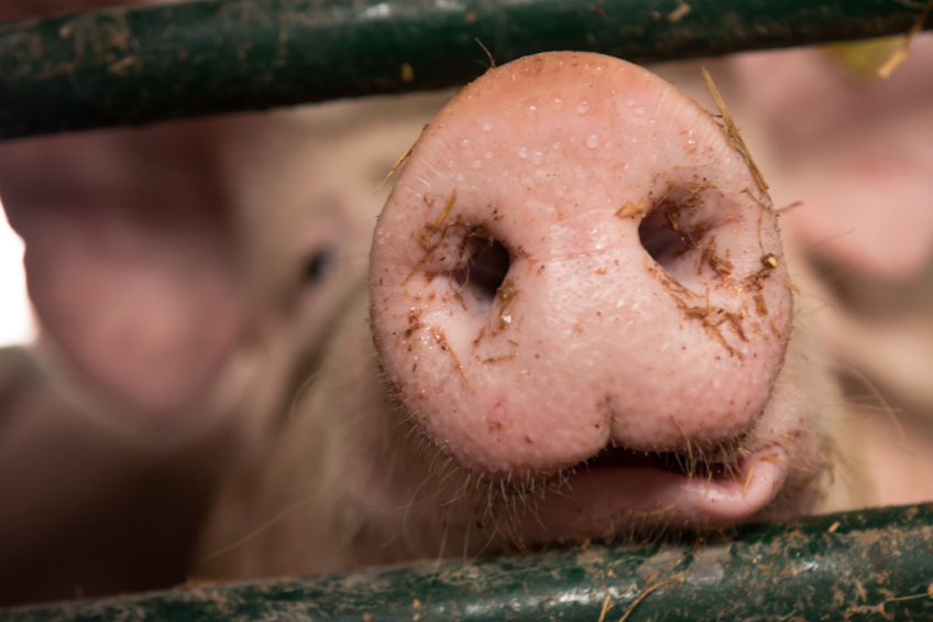 Non-ambulatory pigs represent a significantly compromised population of pigs on-farm as they are often unable to access feed and water and are often bullied by other pigs in the pen. Photo: Canva