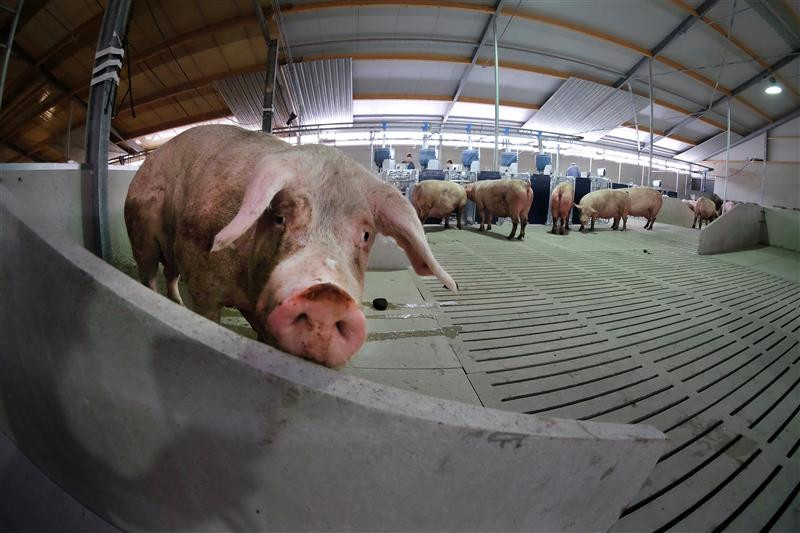 The theme of sow management has increased in importance over the last few years. Photo: Hans Prinsen 