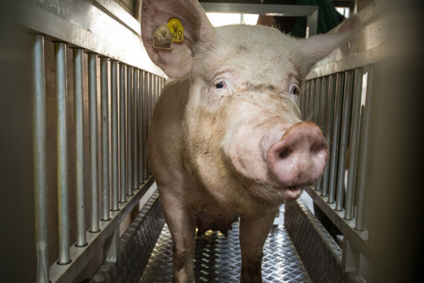 Instead of a scale, the winning technology uses AI to determine a pig’s weight. Photo: Peter Roek