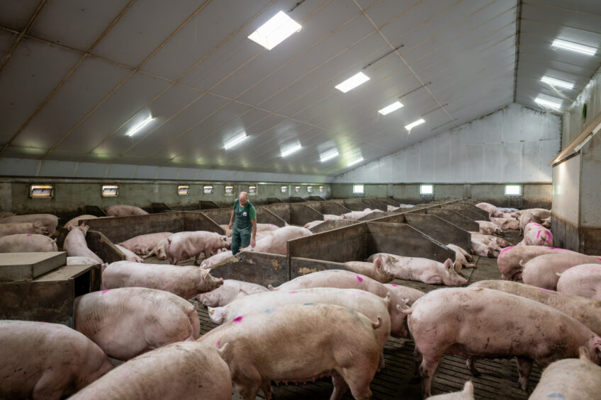 RaboResearch pork