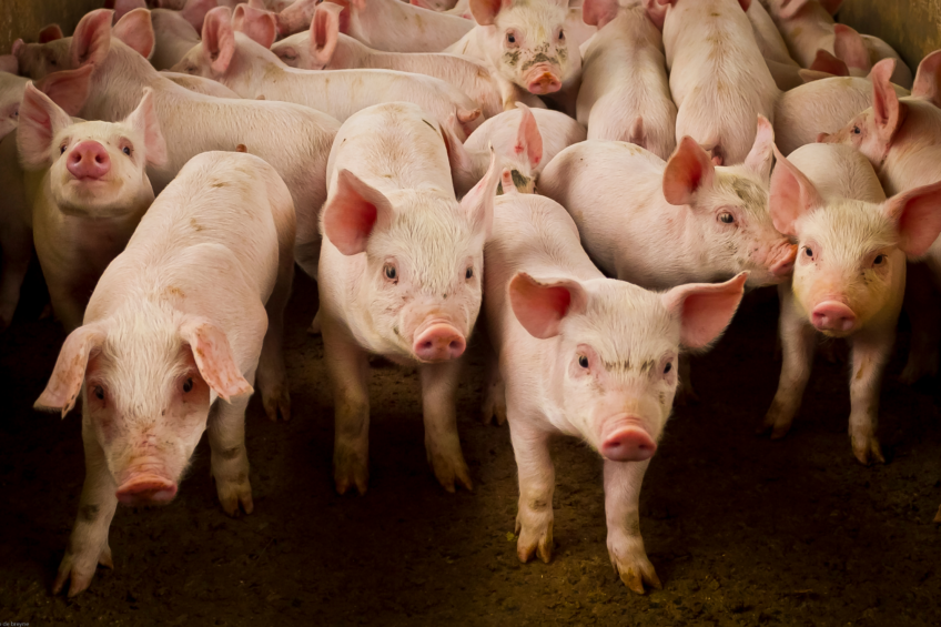 US pig farming