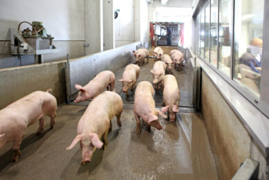 Finisher pigs are being delivered to a slaughterhouse. Photo: Fotostudio Atelier 68