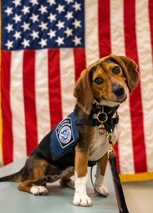 Dextris, a member of the Beagle Brigade. Photo: US Customs and Border Patrol