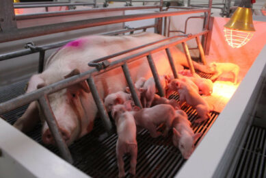 A sow with newborn piglets at a farm in southern Russia. Photo: Vincent ter Beek