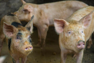 Pigs on a livestock farm near Colombo, Sri Lanka. The picture was not taken in the context of ASF. Photo: Shutterstock